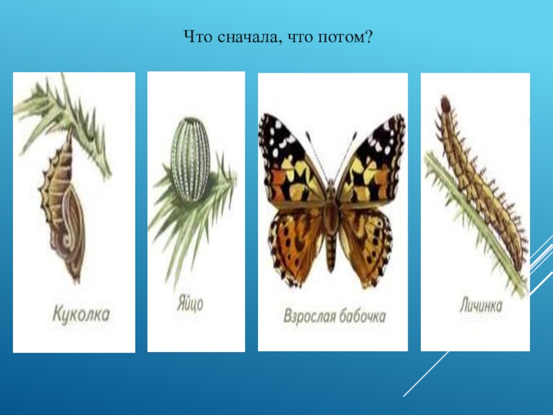 Развитие бабочки схема 3 класс окружающий мир