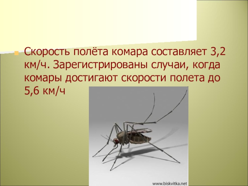 На какой цвет летят комары. Комар для презентации. Скорость комара. Скорость полета комара.