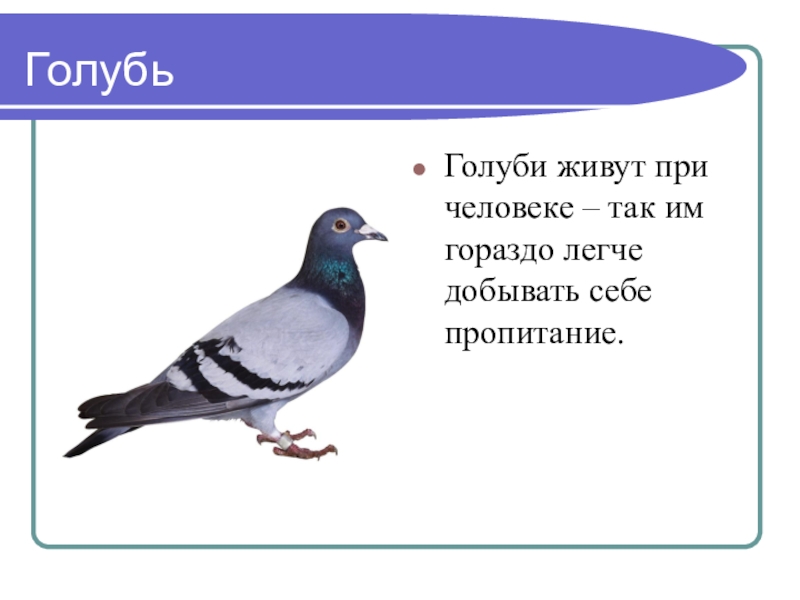 Голуби 23. Где обитают голуби. Слово голубь. Карта где живут голуби. Голубь работа с текстом.