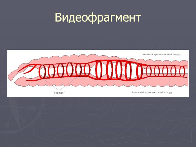 Проект эволюция кровеносной системы