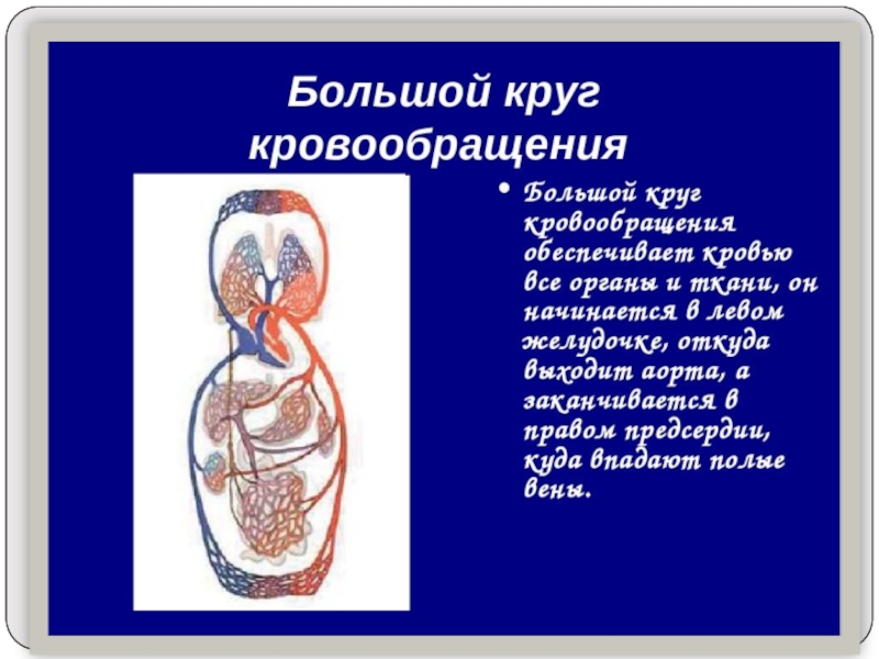 Кровеносная система биология 8. Малый круг кровообращения 8 класс. Малый круг кровообращения 8 класс биология. Круги кровообращения 8 класс. Презентация на тему кровообращение.