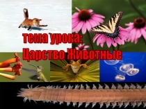Презентация по биологии для 7 класса на тему: Царство Животные