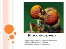 Презентация по биологии на тему Насекомые (7 класс)