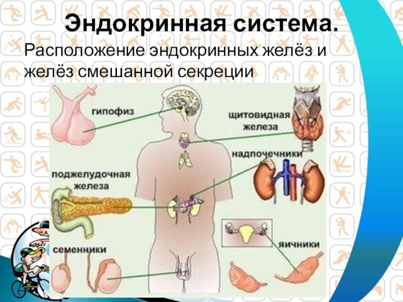 Расположение желез внутренней и смешанной секреции рисунок