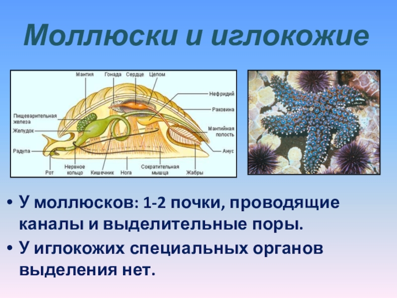 Презентация биология 7 класс органы выделения животных