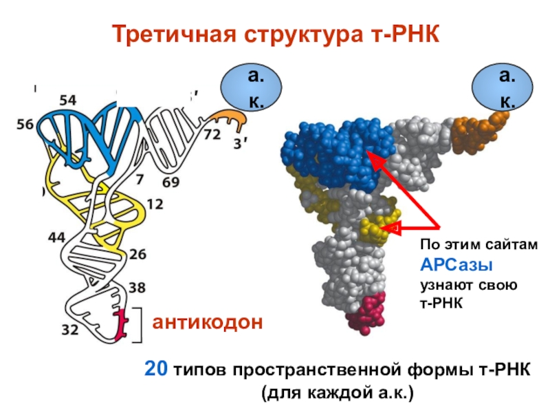 Вторичная рнк. Структуры РНК первичная вторичная и третичная. Структура РНК первичная вторичная третичная четвертичная. Вторичная и третичная структура РНК. Строение ТРНК первичная структура.