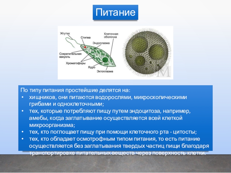 Презентация простейшие биология егэ