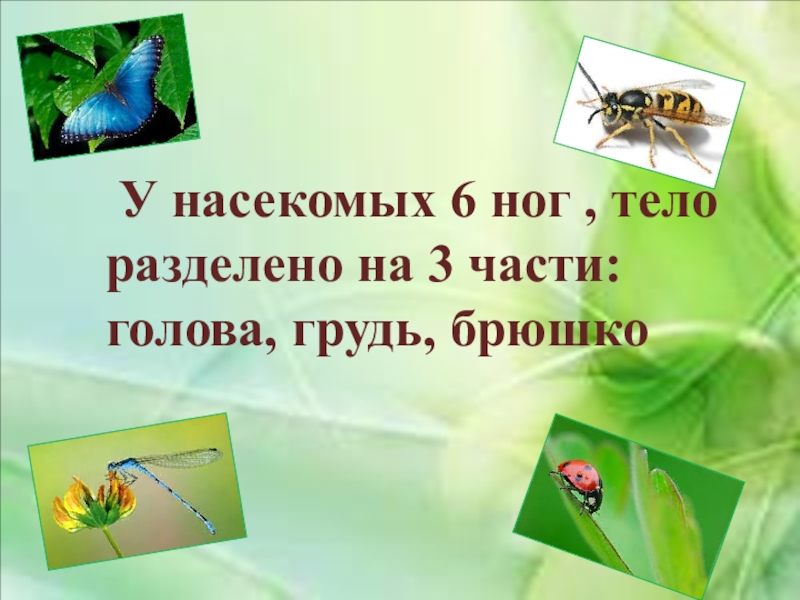 Презентация насекомые леса 2 класс начальная школа 21 века