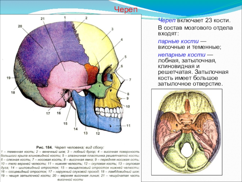 Отделы мозгового черепа человека. Кости мозгового отдела черепа. Кости мозгового черепа строение. Мозговой череп анатомия строение. Строение костей мозгового отдела.