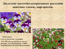 Презентация по биологии на тему Двулетние цветочно-декоративные растения: анютины глазки, маргаритка (школа для обучающихся с ОВЗ, 7 класс))