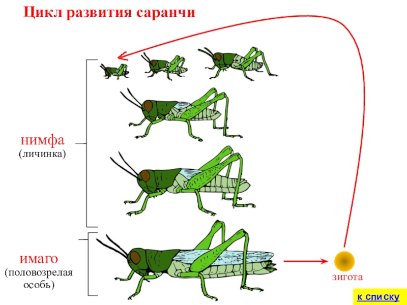 зиготаЦикл развития саранчик списку