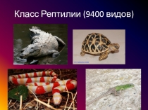 Презентация по биологии Подотряд Ящерицы (7 класс)