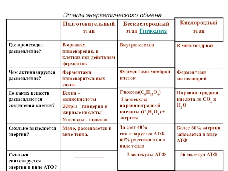 Презентация по биологии 8 класс пластический и энергетический обмен