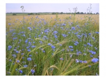 Презентация Растения нашего края