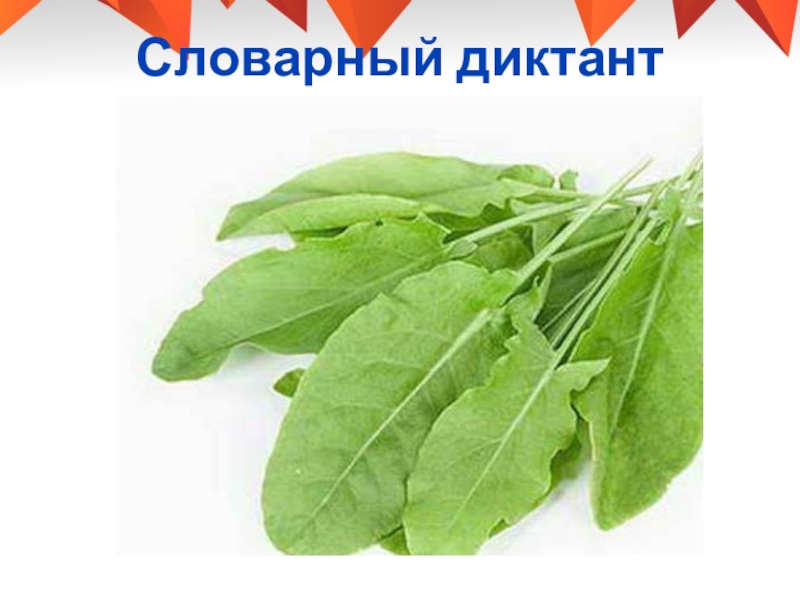 Sorrel: They have juicy stems and edible arrow-shaped leaves, which provide a ta