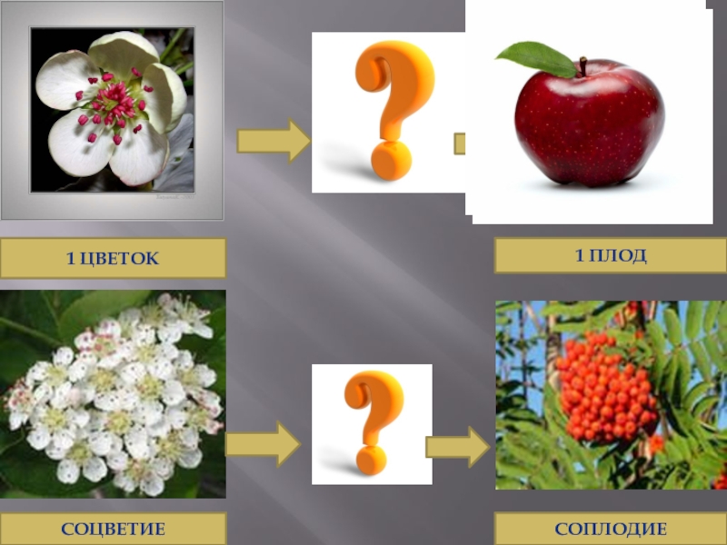 Простые плоды сложные плоды соплодия. Цветок соцветие плод. Плод соплодие. Цветок и плод урок. Сложные плоды и соплодия.
