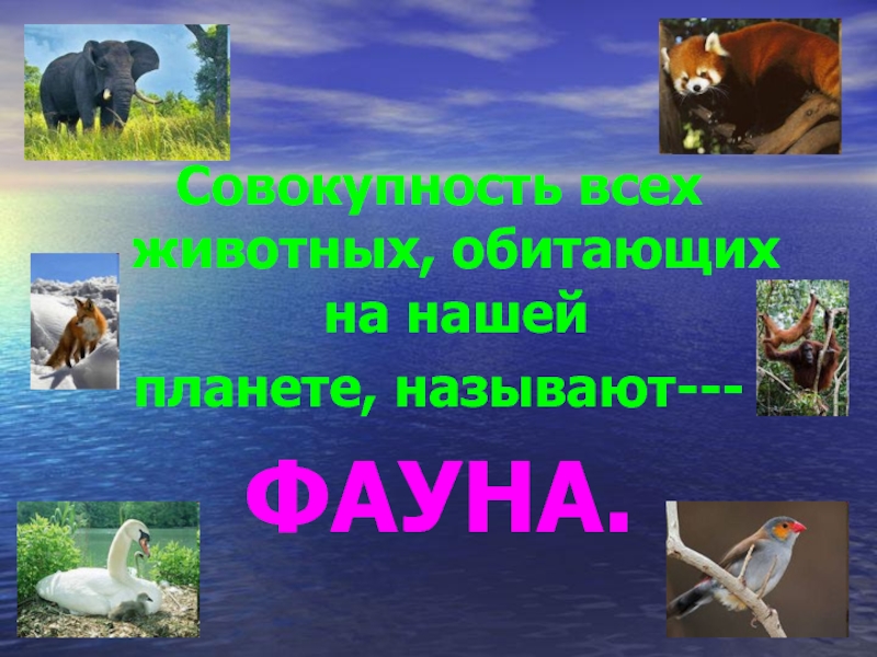 Животный мир какой ответ. Фауна это определение. Фауна это в биологии. Совокупность всех животных обитающих на нашей планете называют. Что такое фауна биология 5 класс.