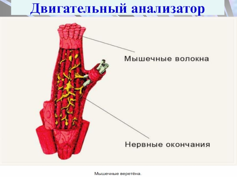 Двигательный анализатор