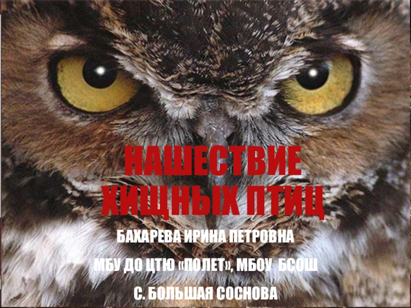 Презентация Презентация Помощь хищным птицам в Пермском крае