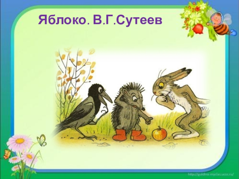 Сутеев яблоко. Сутеев яблоко иллюстрации. Владимир Сутеев яблоко иллюстрации. Сказка Сутеева яблоко.