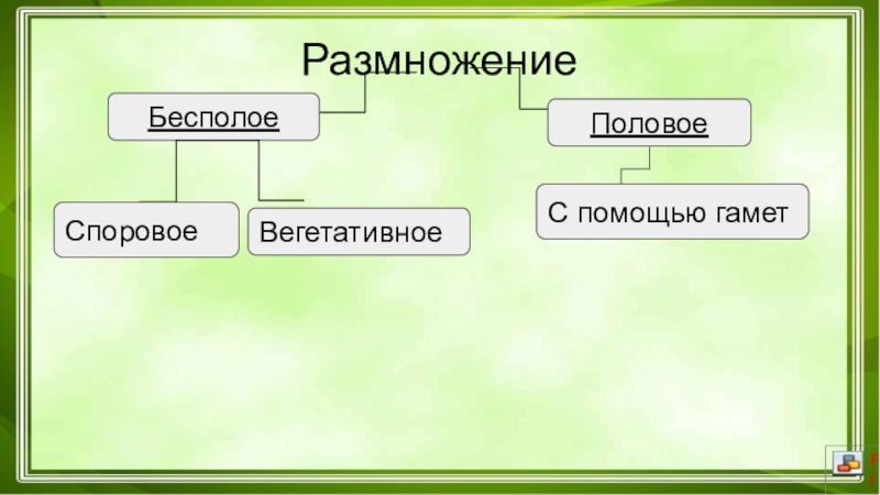 Бесполое размножение мхов схема