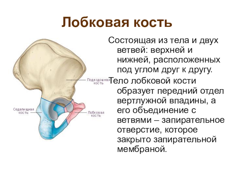 Лобковые кости у мужчин