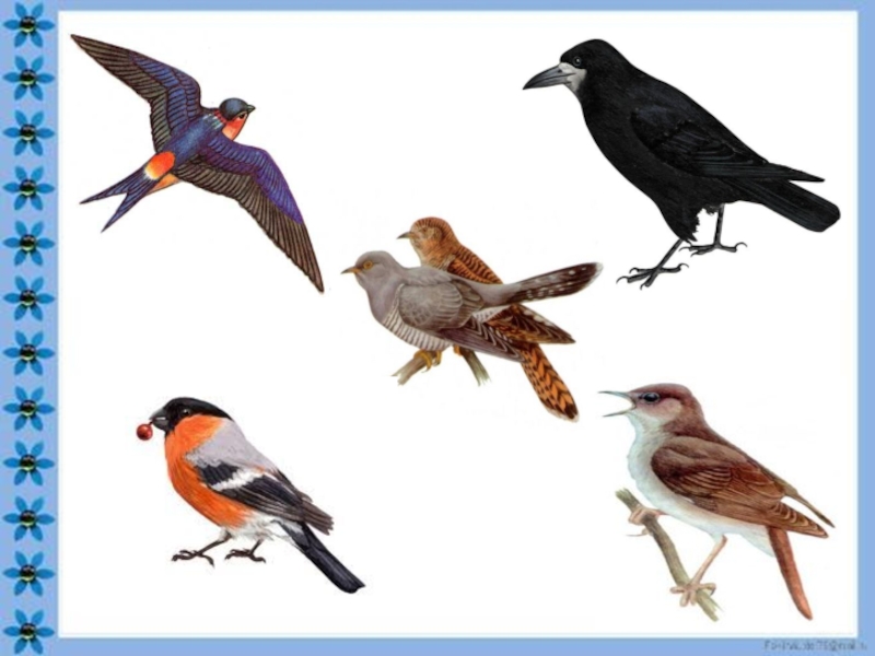 Играть перелетная птица. Четвертый лишний зимующие птицы. Изображение птиц для детей. Зимующие птицы для дошкольников. Игра четвертый лишний птицы.