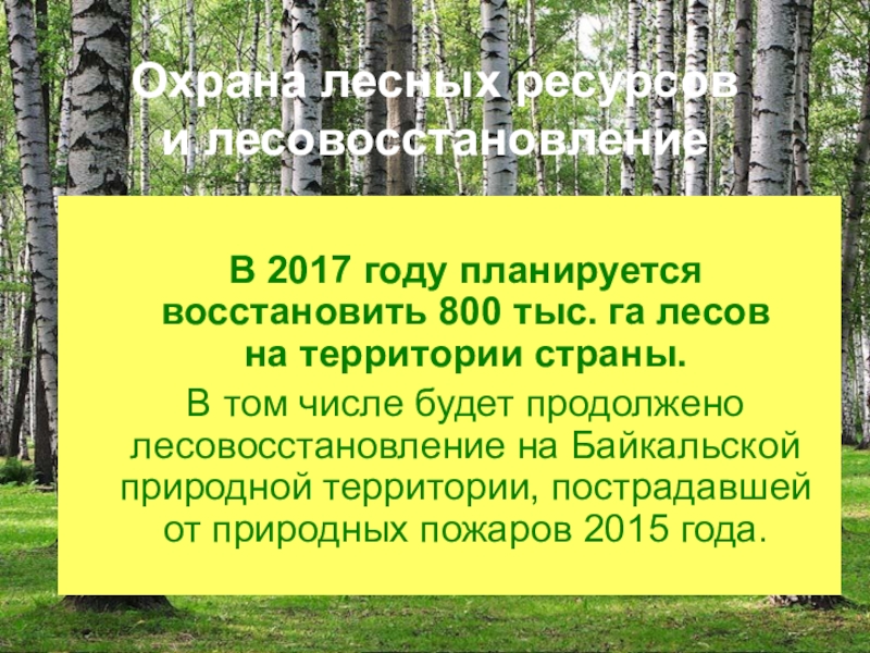 Охрана лесных ресурсов в россии проект