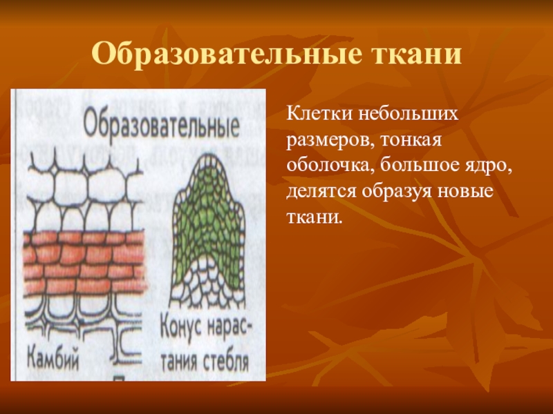 Клетки этой ткани постоянно делятся. Образовательные ткани образованы клетками. Образовательная ткань с крупным ядром. Клетки небольших размеров имеющие тонкую оболочку. Образовательная ткань тонкие оболочки.