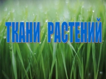 Презентация по биологии на тему Ткани растений