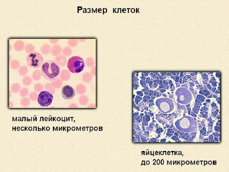 Клетка 8 класс. Клеточное строение организма человека 8 класс. Урок по биологии 8 класс клеточное строение организмов. Клетка биология 8 класс. Биология 8 класс клеточное строение организма.