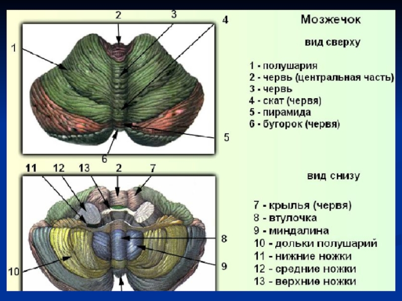 Мозжечок строение рисунок