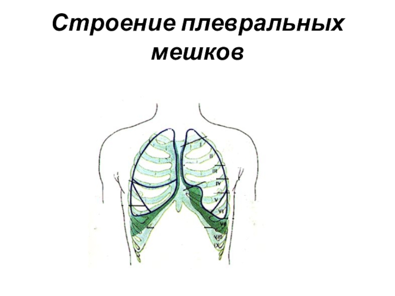 Плевральная полость анатомия. Плевральные мешки анатомия.