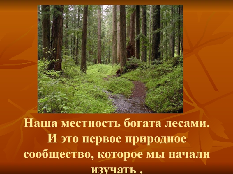 Сообщество лес 4 класс окружающий мир. Природные сообщества нашего края. Природное сообщество лес проект. Описание лесного сообщества. Доклад на тему природное сообщество Ле.