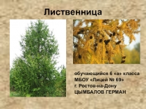 Презентация по окружающему миру на тему Лиственница (1 класс)