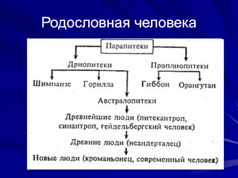 Родословная человека. Проплиопитек парапитек дриопитек. Родословная человека схема. Родословная человека таблица.