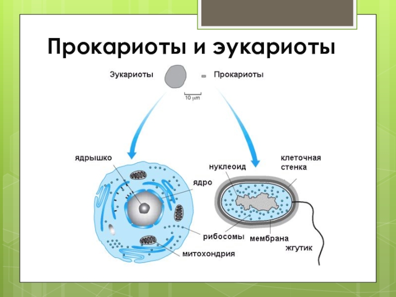 Клетка доклад