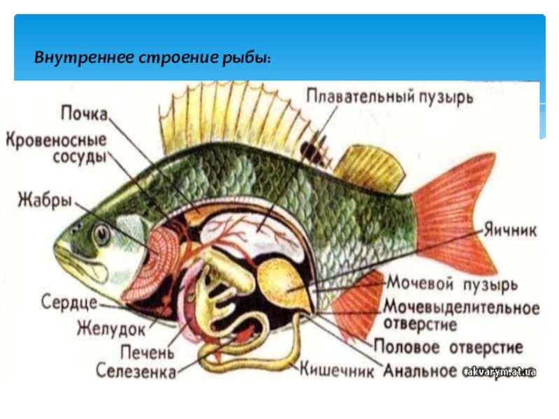 Внутреннее строение щуки. Строение рыбы. Внутреннее строение рыбы. Внешнее и внутреннее строение рыб. Внутреннее строение рыбы схема.