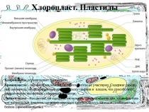 Раздаточный материал по теме: Эукариотическая клетка_Пластиды