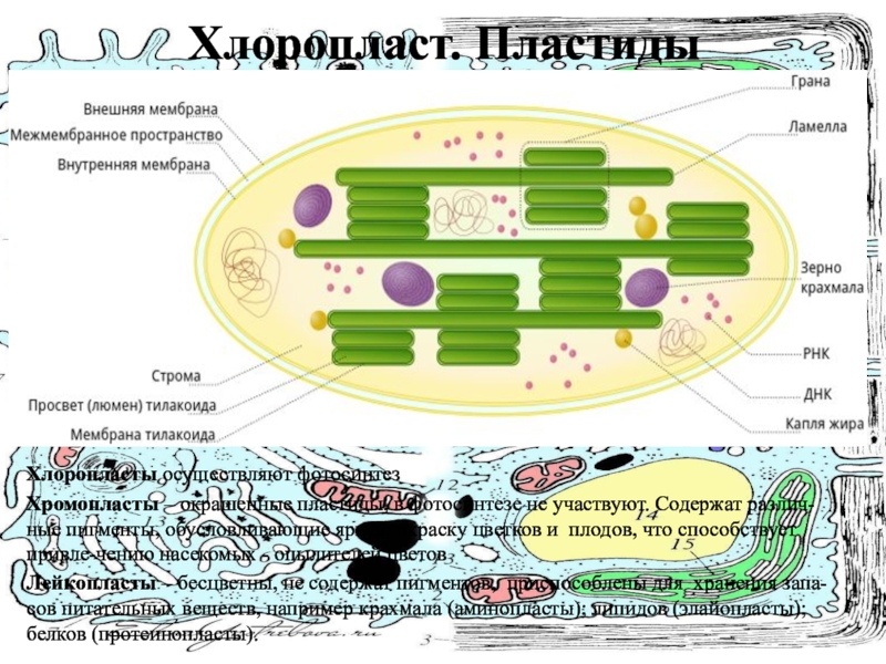 эукариотическая клетка пластиды. зеленые пластиды хлоропласты содержатся в. пластиды растений взаимопереход пластид. строение клетки пластиды функции 9 класс. двумембранные органоиды клетки пластиды.