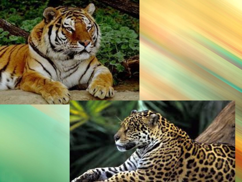 Животные саванны доклад 1 класс окружающий мир. Обитатели саванны и тропических лесов. Про животных саванны и тропических лесов. Животные саванны или тропического леса. Животные саванны и тропических лесов для 1 класса.