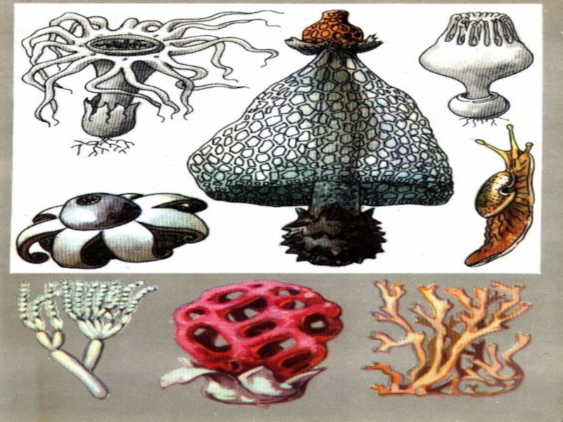 Грибы живут в организме. Ходячий гриб плазмодий. Гриб который передвигается. Гриб который перемещается. Шагающие грибы.