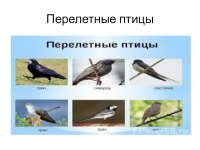 Маски перелетных птиц