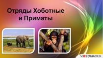 отряды хоботные и приматы