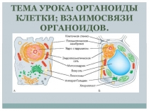 Презентация Органоиды клетки и их функции