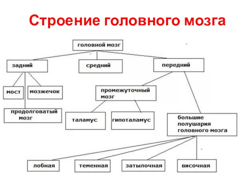 Схема строение головного мозга 8 класс