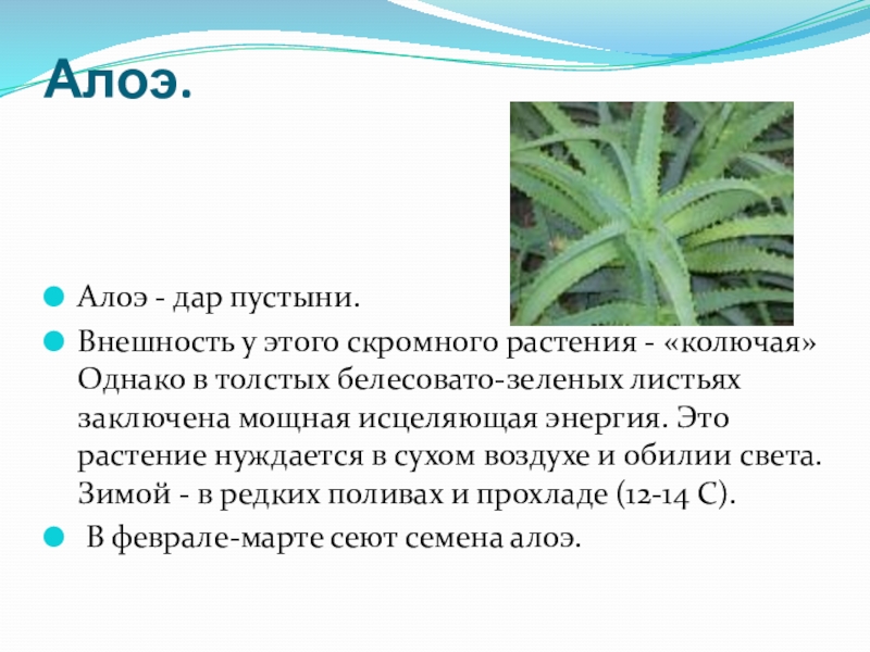 Проект алоэ. Аптека на подоконнике алоэ. Алоэ зелёный доктор на подоконнике. Алоэ растение семена. Алоэ описание растения.