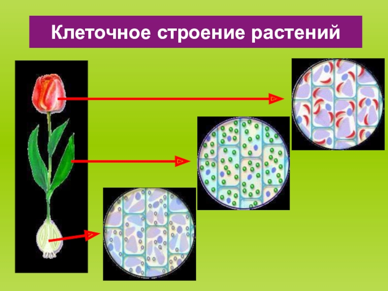 Строение клетки 5 класс биология презентация