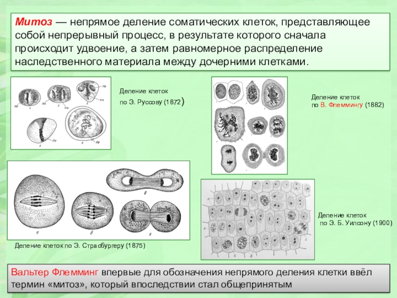 Деление клетки митоз. Митоз Непрямое деление клетки. Митоз это Непрямое деление соматических клеток. Митоз деление соматических клеток. Процесс деления соматических клеток.