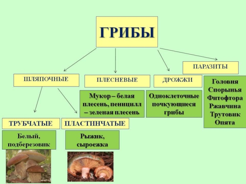 К каким царствам относятся организмы изображенные на рисунке укажите по два признака лиса гриб